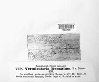 Colletotrichum dematium image